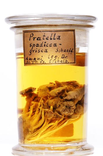 preview Pratella spadiceogrisea (Schaeff.) Kirchn. & W.Eichler